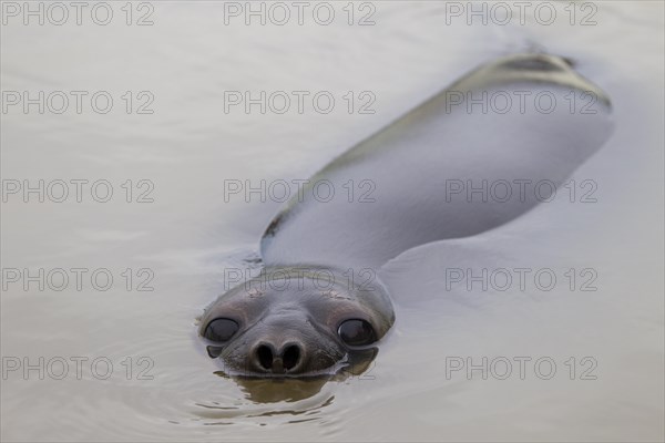 Hooded seal (Cystophora cristata), young female swimming, Germany, Europe