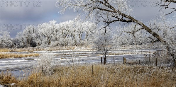 Kearney, Nebraska, Frost on trees along the Platte River on a January day