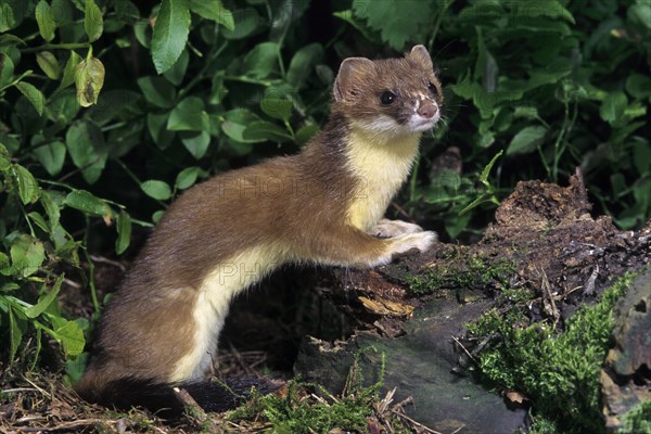 Stoat, ermine, short-tailed weasel (Mustela erminea) hunting in forest at night