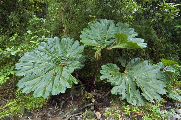 Giant leaves of poor man's umbrella (Gunnera insignis) in cloud forest, Tapanti National Park, Costa Rica, Central America
