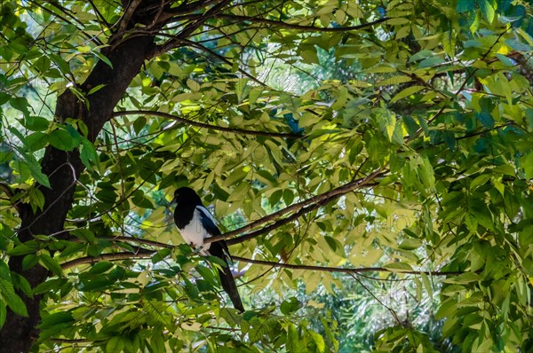 Magpie perched on a branch in a tree on a sunny afternoon