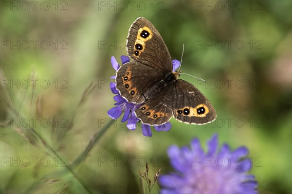 Scotch argus (Erebia aethiops), Valais, Switzerland, Europe