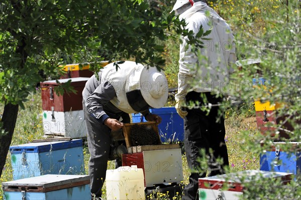 Beekeeper, beehives, near Rethymno, Crete, Greece, Europe