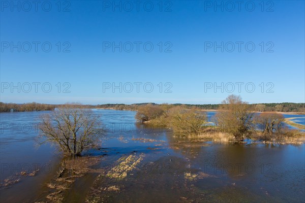 Flooded river bank, riverbank at the Lower Saxon Elbe Valley Biosphere Reserve in winter, Lower Saxony, Niedersachsen, Germany, Europe