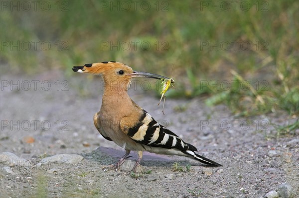 Eurasian hoopoe (Upupa epops) on the ground with caught cricket prey in beak