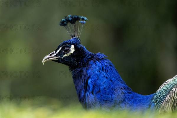 Blue peacock Pavo cristatus