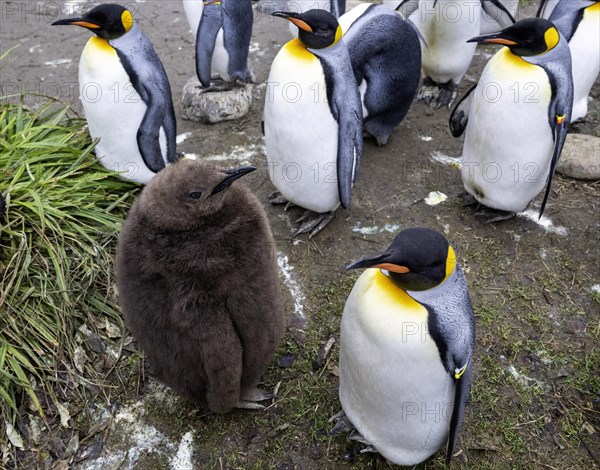 King penguins Aptenodytes patagonicus