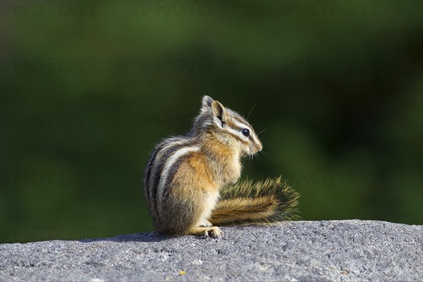 Least chipmunk (Tamias minimus, Neotamias minimus) on rock, native to North America