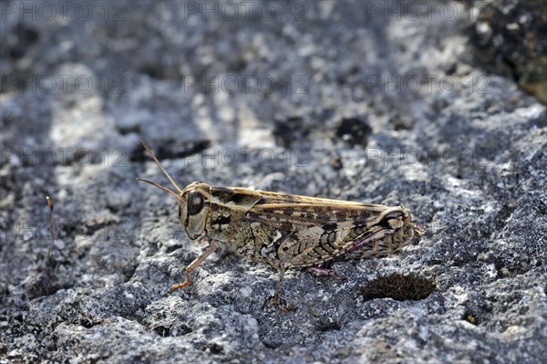 Italian locust (Calliptamus italicus) on rock, La Brenne, France, Europe