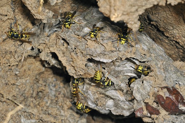 Common wasps (Vespula vulgaris) in underground nesting chamber, La Brenne, France, Europe