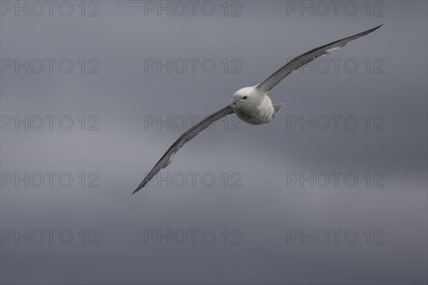 Northern fulmar (Fulmarus glacialis), in flight against the sky, Iceland, Europe