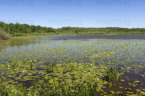 Steinhuder Meer, Lake Steinhude in the Hannoversche Moorgeest, Hanoverian Moor Geest in summer, Lower Saxony, Germany, Europe