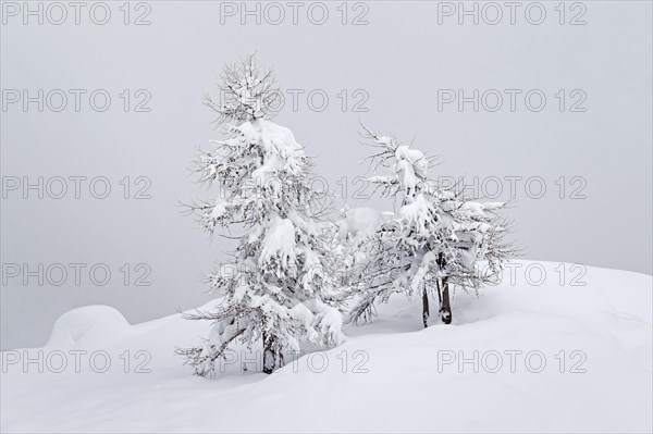 European larch trees (Larix decidua) in the snow in winter, Gran Paradiso National Park, Valle d'Aosta, Italy, Europe