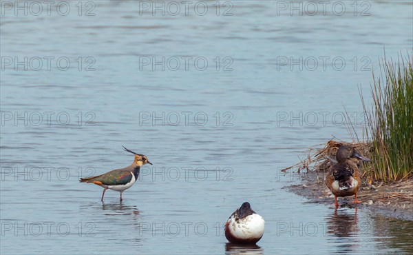 Three birds, including lapwing, resting on the bank of a body of water, Reserve Ornithologique Du Teich, France, Europe
