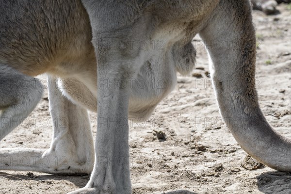 Close up of red kangaroo (Macropus rufus) female carrying joey in pouch, native to Australia