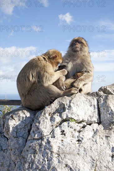 Barbary macaque apes, Gibraltar, British terroritory in southern Europe Barbary macaque apes, Macaca sylvanus, Gibraltar, British terroritory in southern Europe, Europe