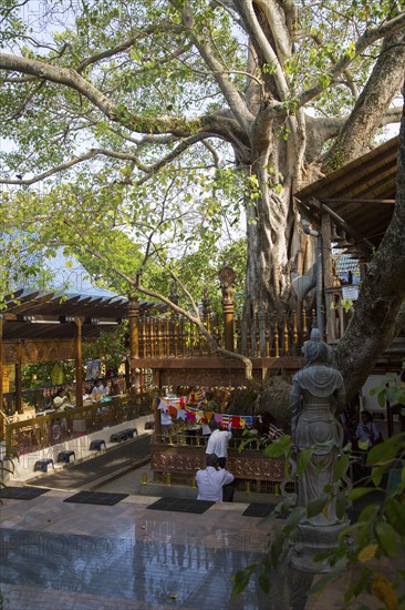 Gangaramaya Buddhist Temple, Colombo, Sri Lanka, Asia