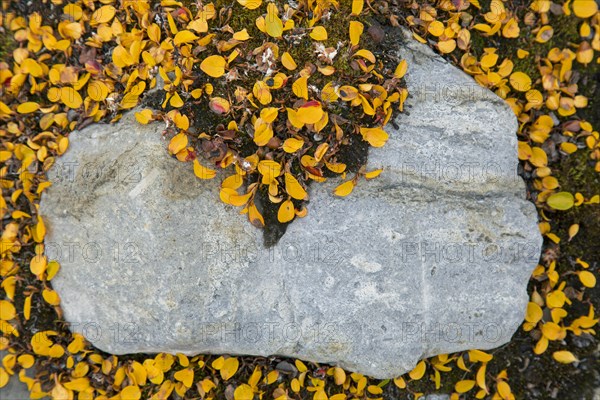 Dwarf willow, least willow, snowbed willow (Salix herbacea) species of tiny creeping willow showing autumn colours on the arctic tundra