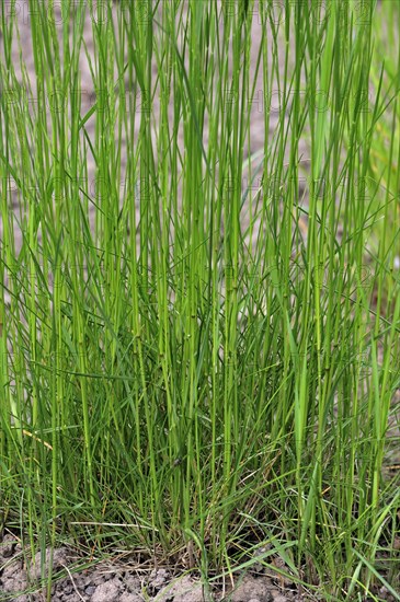 Creeping bentgrass, Creeping bent, Fiorin, Spreading bent, Carpet bentgrass, Redtop (Agrostis stolonifera), grass species native to Eurasia and North Africa