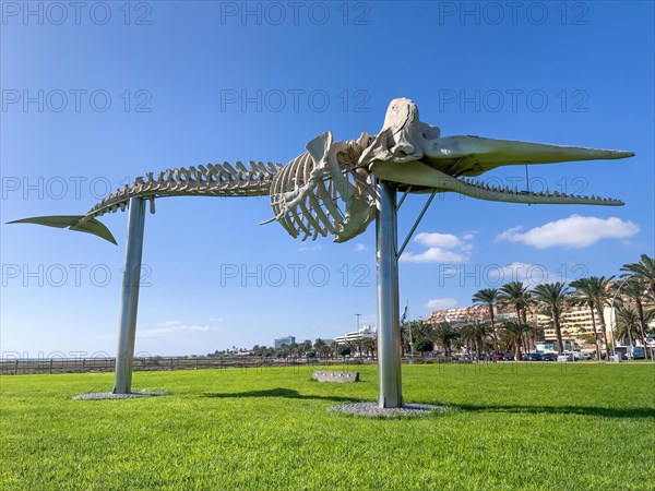 Skeleton of 15 metre long sperm whale (Physeter macrocephalus) displayed on stilts on public ground meadow in front of Matorral beach in Morro Jable on Jandia peninsula Order whales (Cetacea), right in the background hotel complex, Morro Jable, above bright blue sky right scattered clouds Altocumulus, Jandia peninsula, Fuerteventura, Canary Islands, SpainFuerteventura, Canary Islands, Spain, Europe