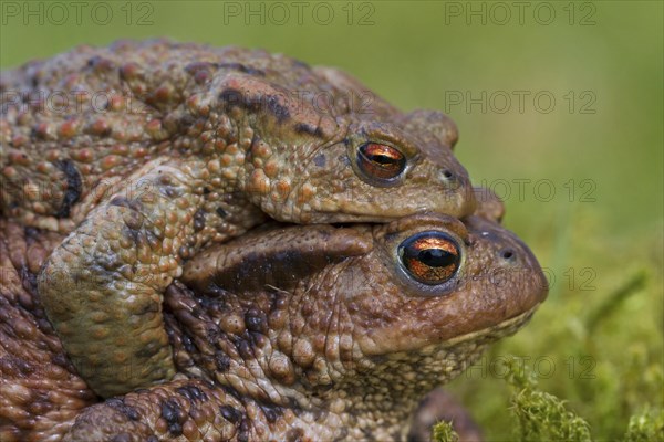 Common toad, European toads (Bufo bufo) pair in amplexus walking over grassland to breeding pond in spring