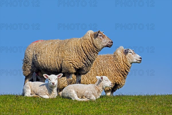 Two twins, white lambs in front of ewes of domestic sheep in meadow, field in spring