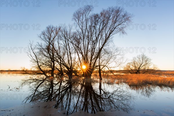 Sun shining through bare branches of tree on flooded river bank, riverbank at sunset in winter, Lower Saxony, Niedersachsen, Germany, Europe