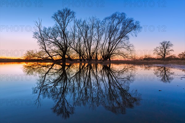 Reflection of trees with bare branches in water flooded river bank, riverbank at sunset in winter, Lower Saxony, Niedersachsen, Germany, Europe