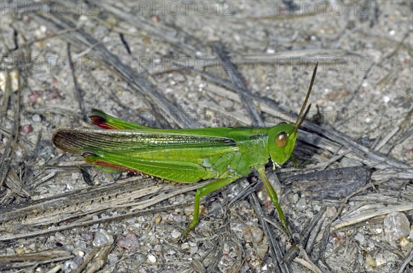 Paracinema tricolor grasshopper on the ground