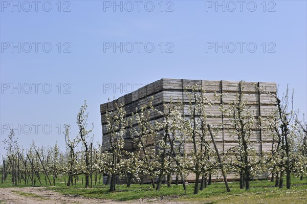 Orchard with cherry trees blossoming (Prunus avium, Cerasus avium) and piled up wooden crates for harvested fruit, Haspengouw, Belgium, Europe