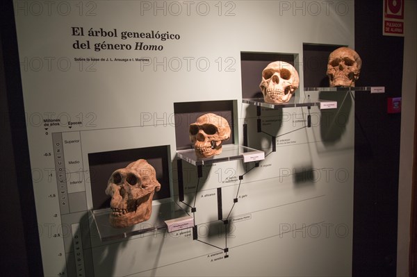 Evolution of Homo Sapiens archaeology museum, Jerez de la Frontera, Cadiz Province, Spain, Europe