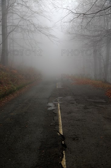 Road through beech woodland obscured by low cloud fog, Shipka Pass, Bulgaria, eastern Europe, Europe