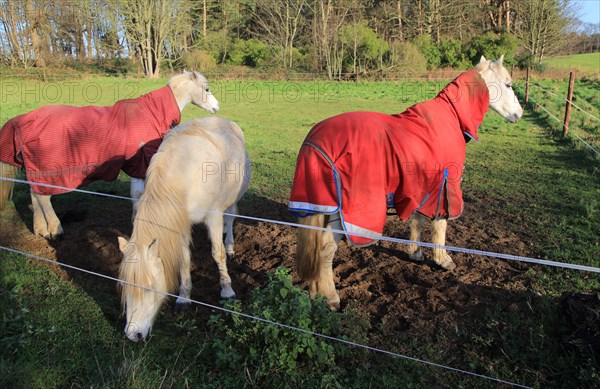 Three white horses in winter standing if field with coats, Suffolk, England, UK