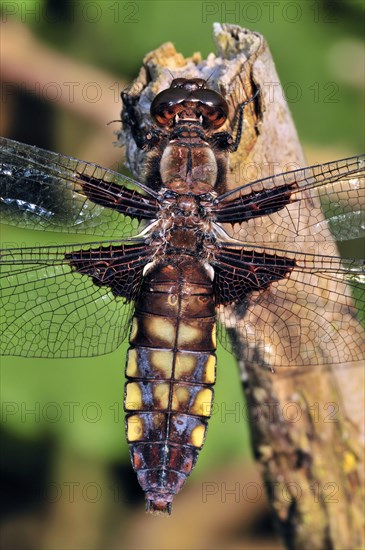 Broad-bodied chaser dragonfly, broad-bodied darter (Libellula depressa) female on broken branch