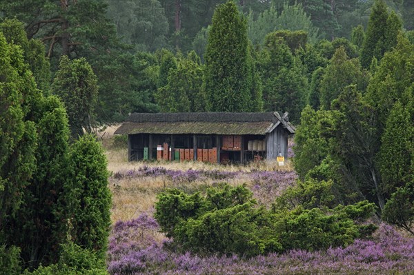 Bee hives, beehives of apiary in heathland of the Lueneburg Heath, Lunenburg Heath, Lower Saxony, Germany, Europe