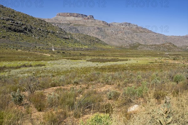 Cederberg mountains near Clanwilliam, Western Cape Province, South Africa, Africa