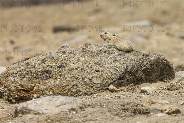 Ladak pika (Ochotona ladacensis), a small mammal, a lagomorph, living in the high mountain meadows, photographed sitting on a granite stone in the upper part of the Markha Valley, near Nyimaling. Zanskar Mountains, the Himalayas. District Leh, Union Territory of Ladakh, India, Asia