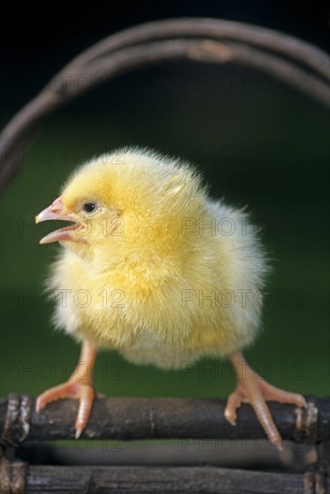 Cute yellow chick (Gallus gallus domesticus) on basket at chicken farm