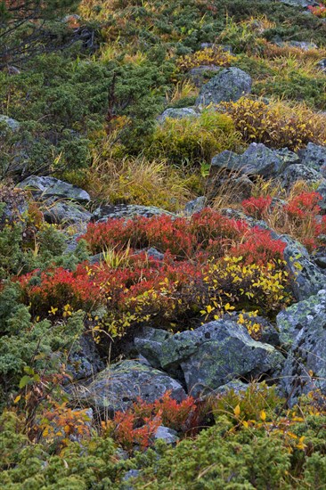 Autumn colours of shrubbery in the mountains of the Swiss National Park at Graubuenden, Grisons in the Alps, Switzerland, Europe