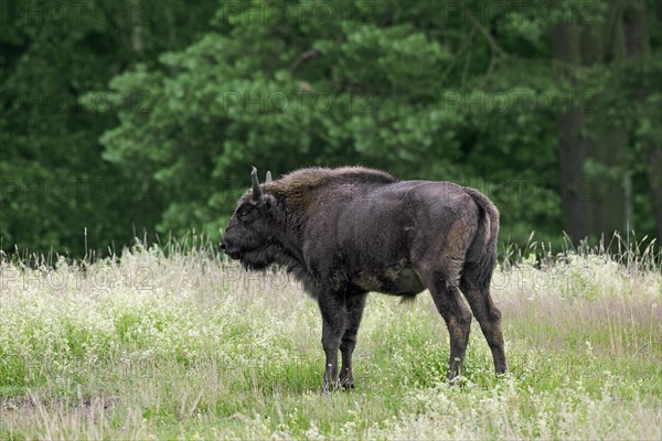 European bison, wisent, European wood bison (Bison bonasus) young bull in grassland at forest edge