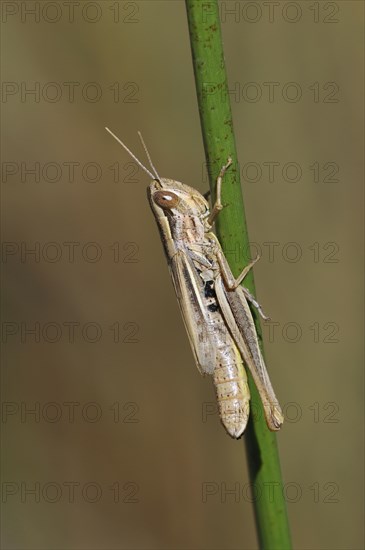 Sharp-tailed grasshopper (Euchorthippus declivus, Acridium declivus), female climbing grass stem