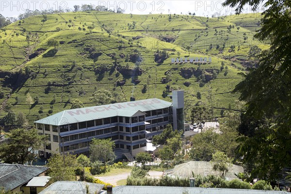 Mackwoods tea estate factory, Nuwara Eliya, Central Province, Sri Lanka, Asia