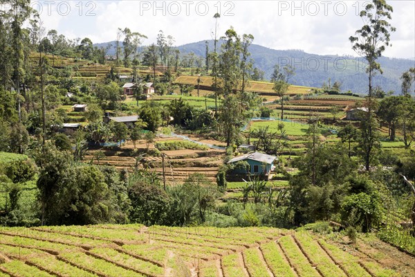 Intensive subsistence vegetable farming near Nuwara Eliya, Sri Lanka, Asia