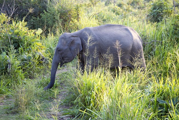 Wild elephants in Hurulu Eco Park biosphere reserve, Habarana, Anuradhapura District, Sri Lanka, Asia