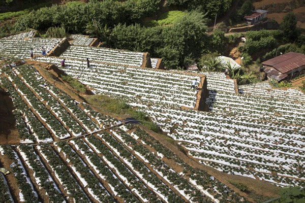 Vegetable farming, Nuwara Eliya, Central Province, Sri Lanka, Asia