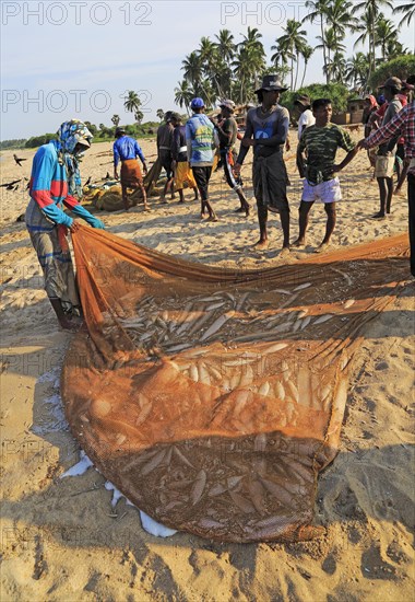Traditional fishing catch landed in net Nilavelli beach, near Trincomalee, Eastern province, Sri Lanka, Asia