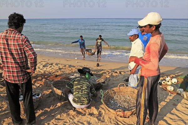 Traditional fishing hauling nets Nilavelli beach, near Trincomalee, Eastern province, Sri Lanka, Asia