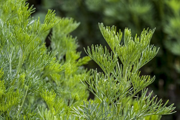 Southernwood, lad's love, southern wormwood (Artemisia abrotanum)