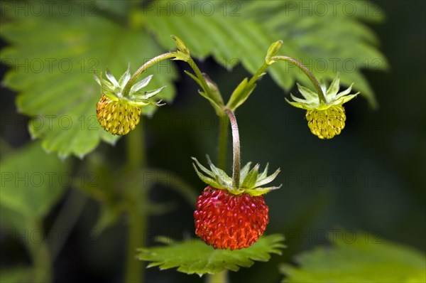 Woodland strawberry, Wild strawberries (Fragaria vesca) in forest