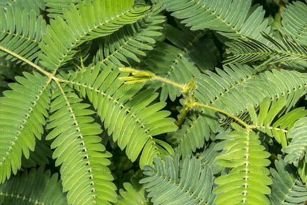 Sensitive plant, sleepy plant, touch-me-not (Mimosa pudica) close-up of leaflets, native to South America and Central America